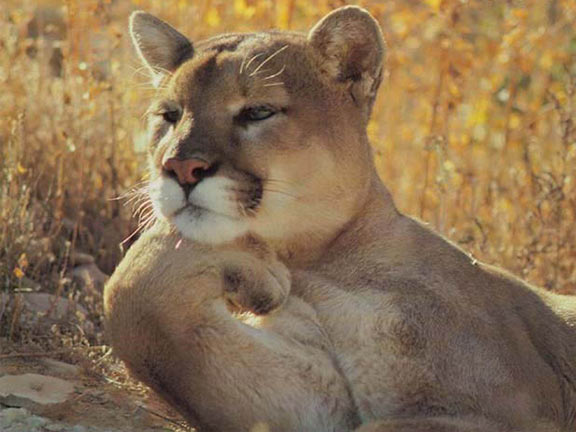 Thinking cat  meme template