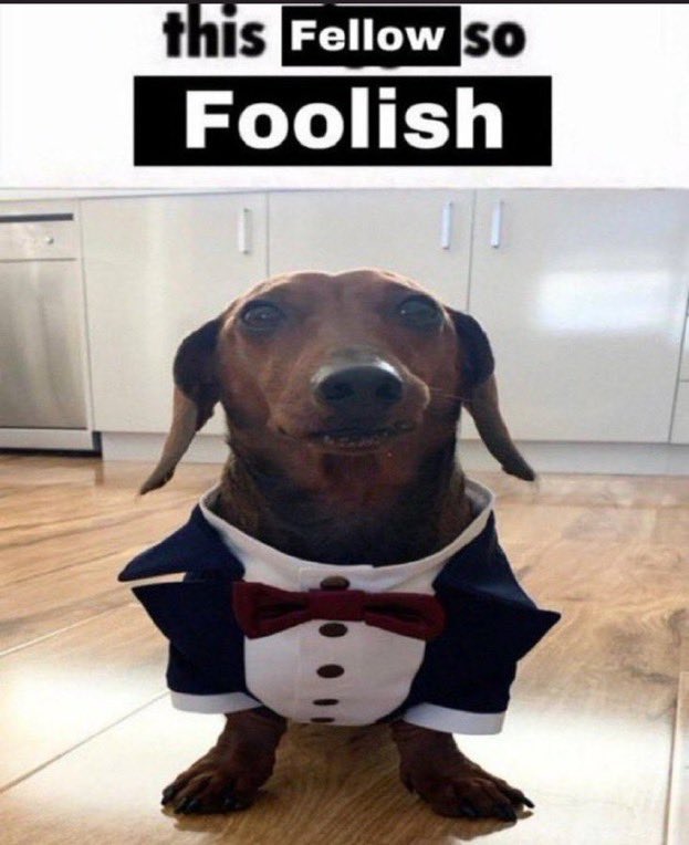 This fellow is so foolish  meme template