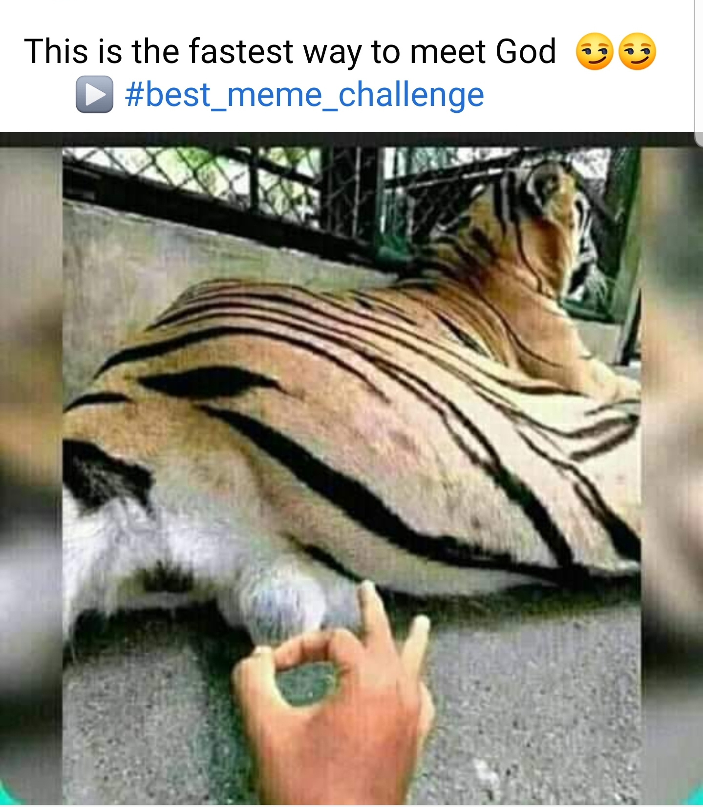 Tiger Balls  meme template