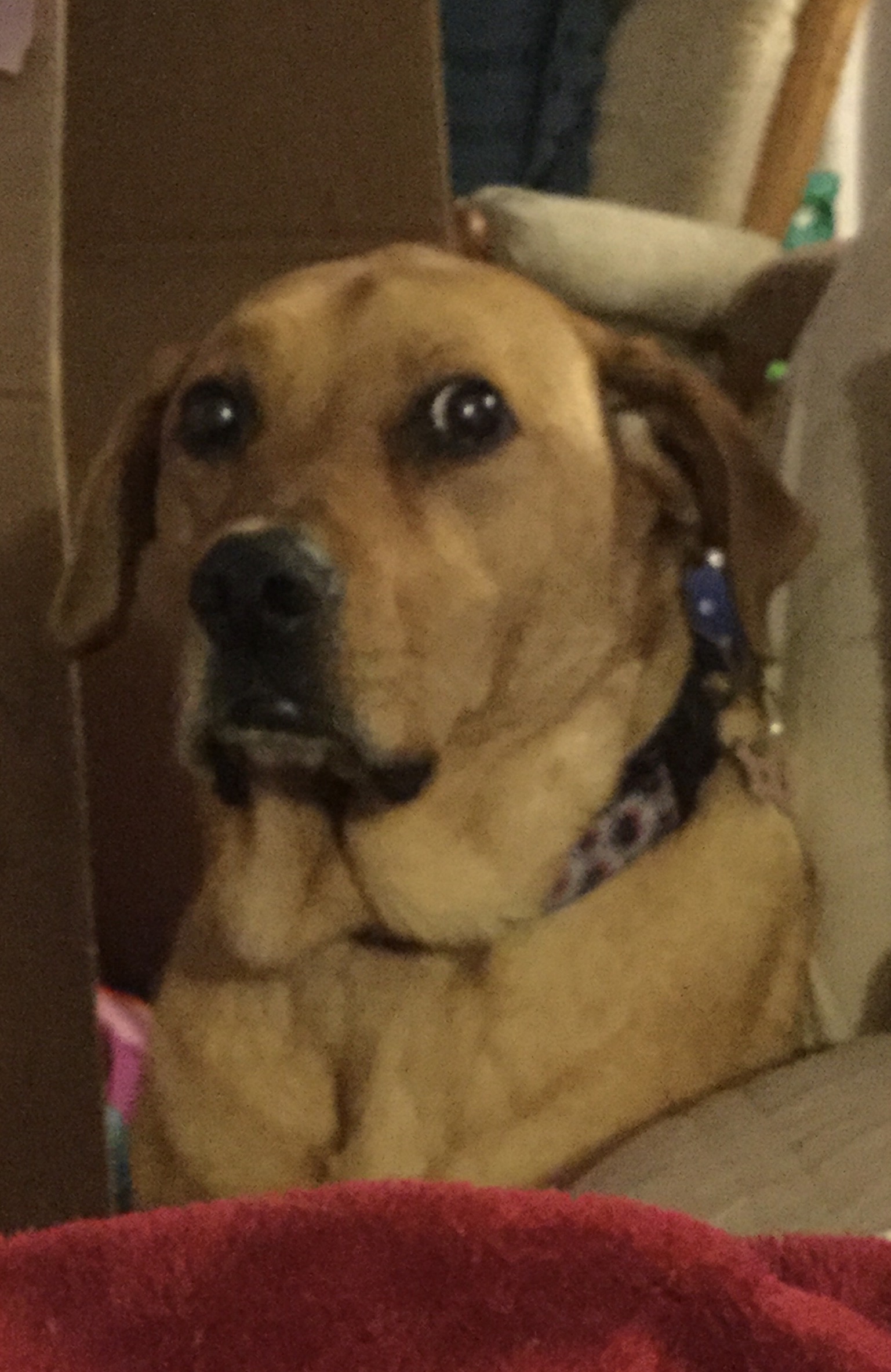 Traumatized Doggo  meme template
