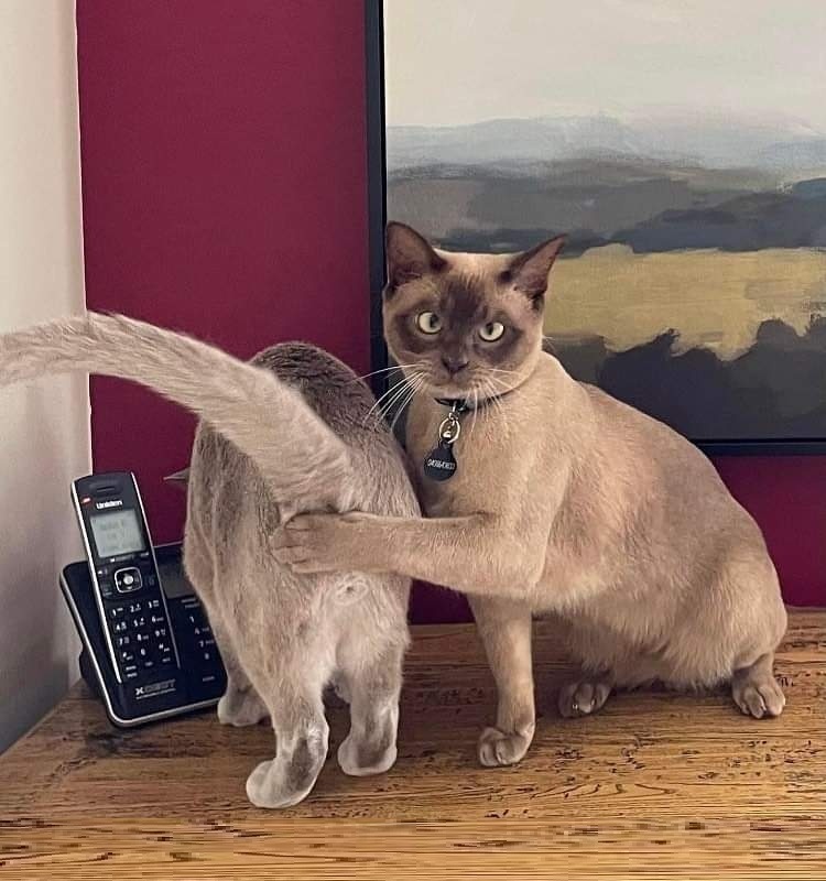 two cats  meme template