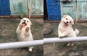Wait! Stop scrolling!  meme template
