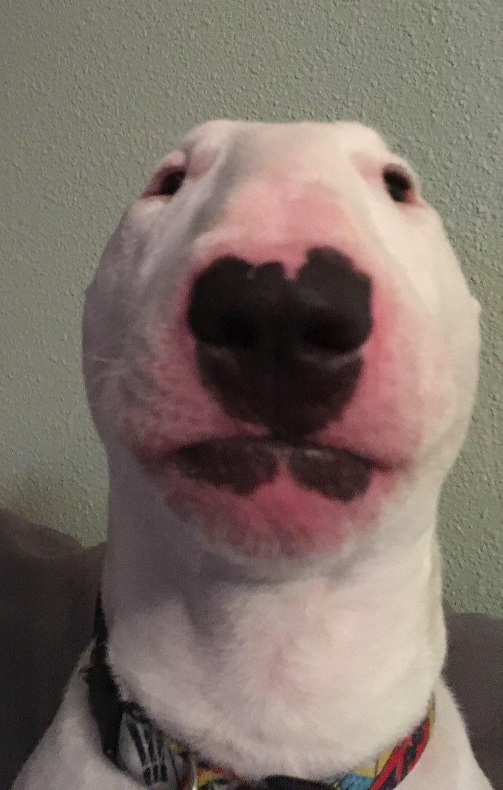 Walter  meme template