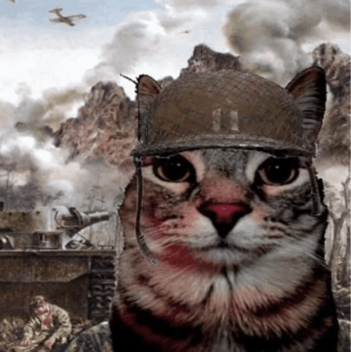War Cat meme template