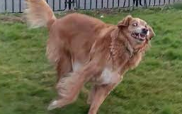 what dog  meme template