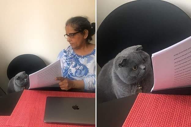Woman showing paper to cat  meme template
