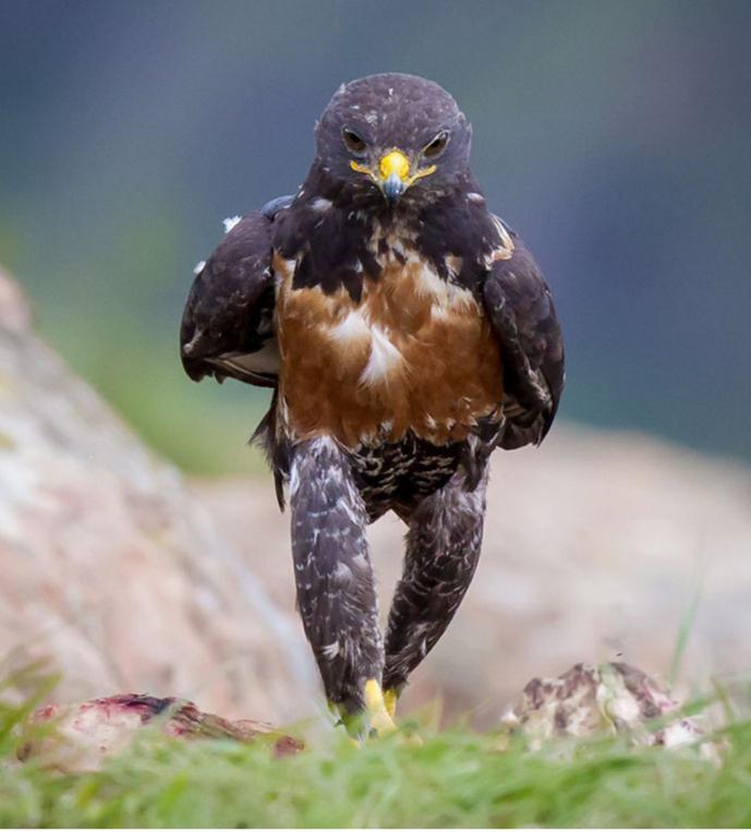 Wondering Wandering Falcon  meme template