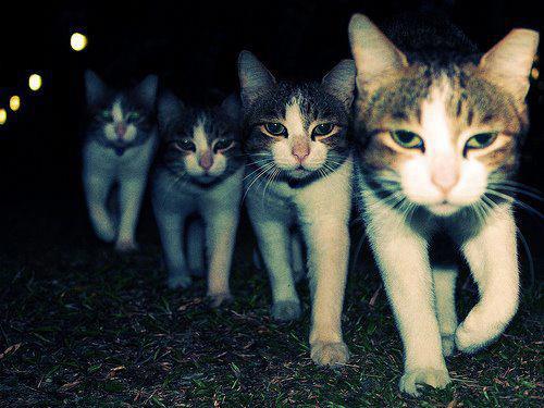 Wrong Neighboorhood Cats meme template